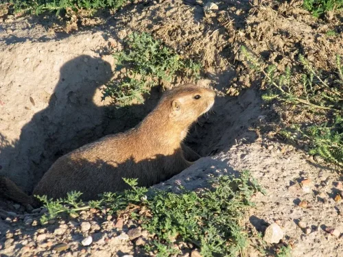 World of Warcraft: Forever's Polygonal Prairie Dog Is a Tiny Tribute to Azeroth's Past