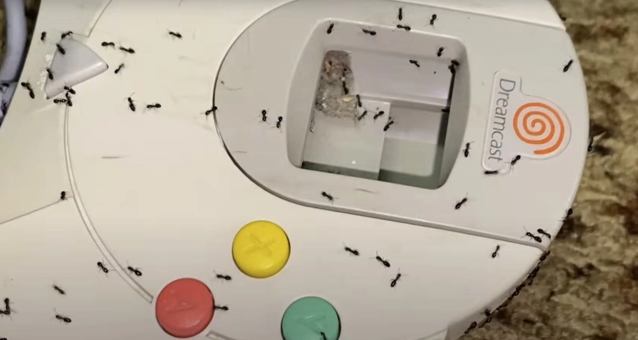 How a Dreamcast Controller Became an Ant Colony